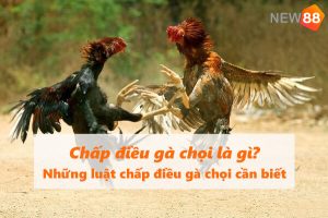 Chấp điều gà chọi là gì? Những luật chấp điều gà chọi cần biết